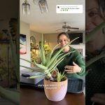 Aplicar aloe vera directamente de la planta