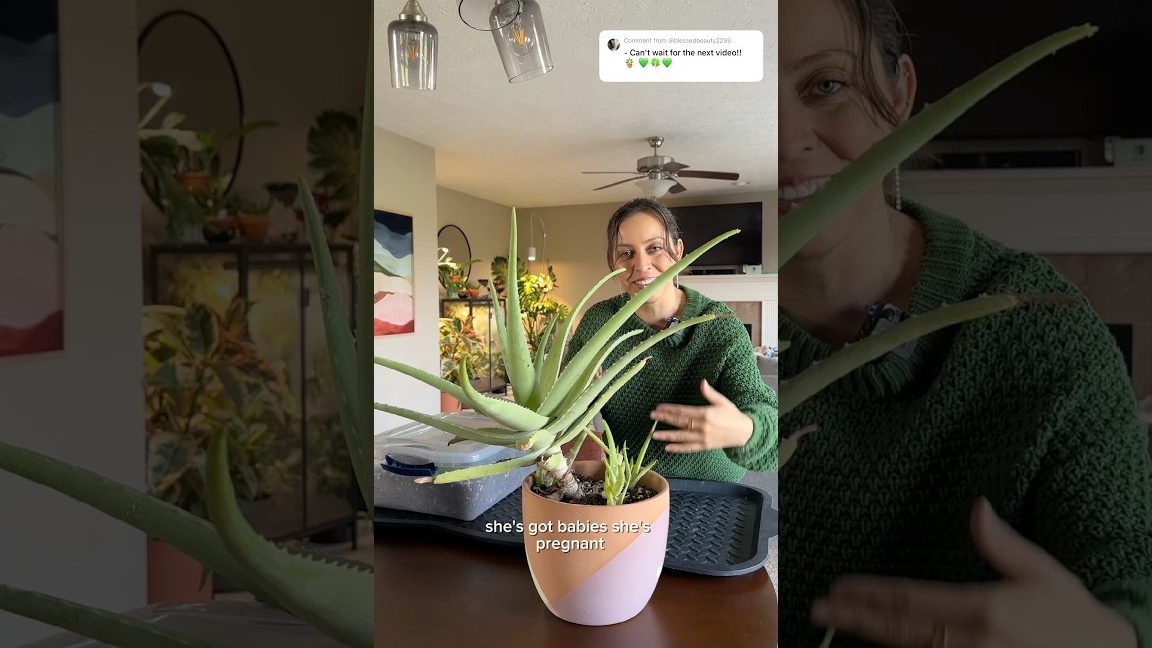 Aplicar aloe vera directamente de la planta