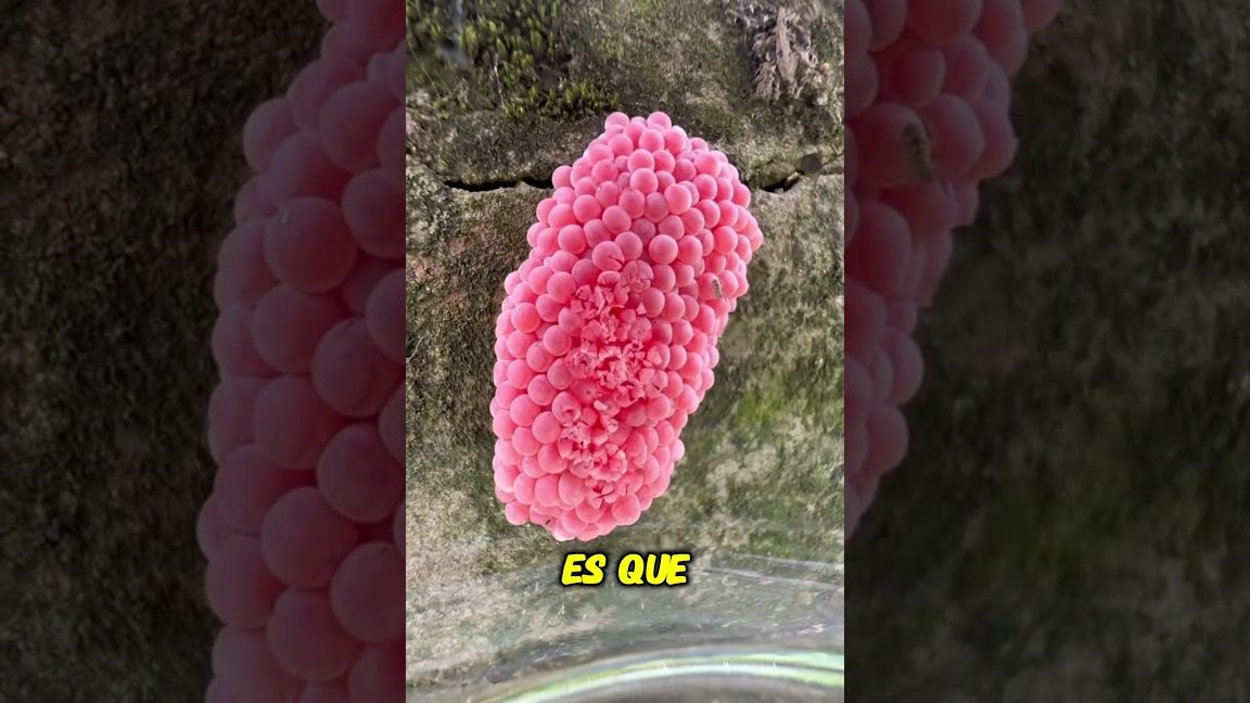 Facilitar un ambiente y actividades que aumenten la autoestima