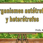 Sintetizar glucosa en su proceso metabólico autótrofo u heterótrofo