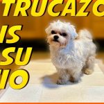 Educar a un cachorro para que haga sus necesidades