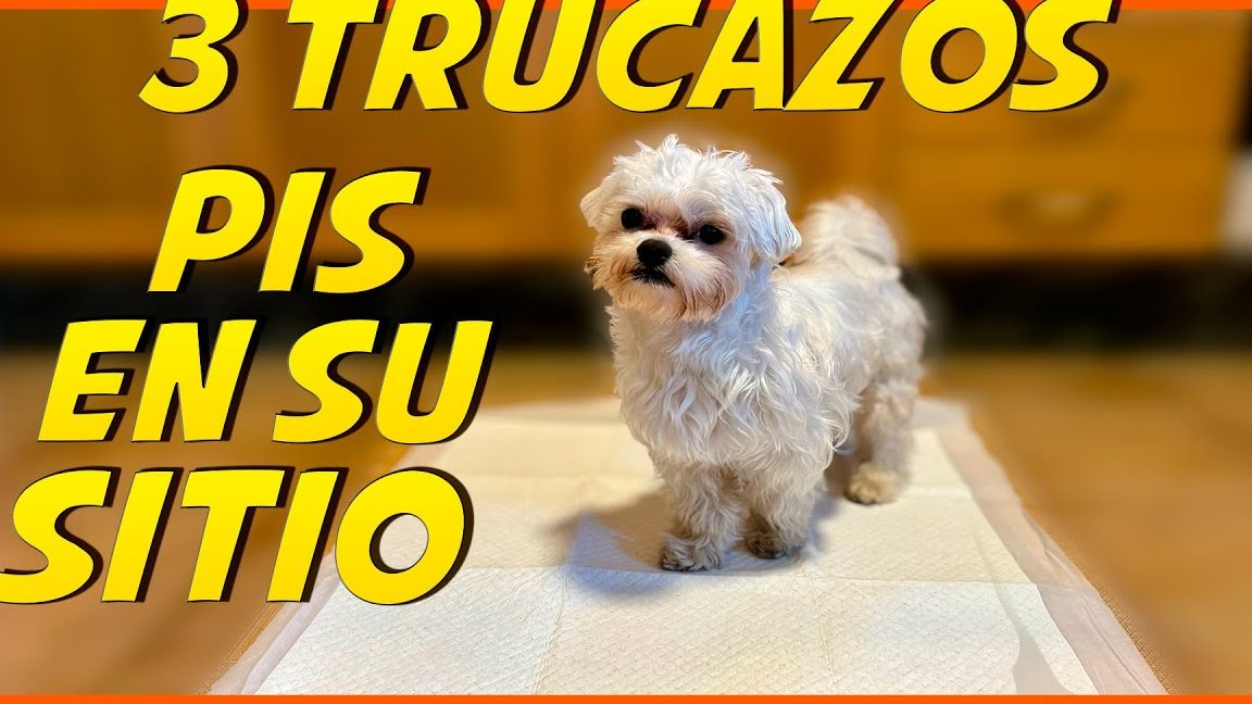 Educar a un cachorro para que haga sus necesidades