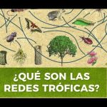 Explicar brevemente la ruta de la energía en una cadena trófica o alimentaria