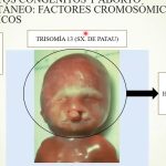 Originar células germinales, gametos o células sexuales