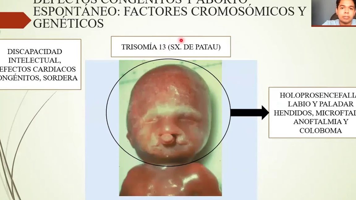 Originar células germinales, gametos o células sexuales