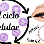 Ilustrar y describir el ciclo celular de las células eucariotas