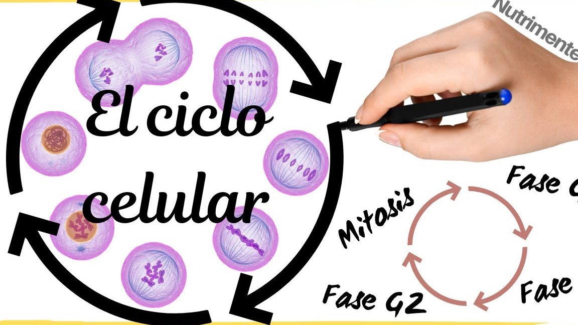Ilustrar y describir el ciclo celular de las células eucariotas