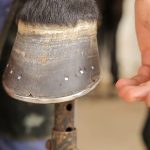 Ajustar y clavar las herraduras a los caballos