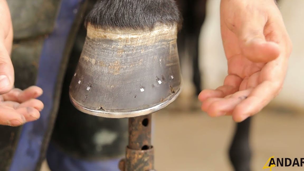 Ajustar y clavar las herraduras a los caballos