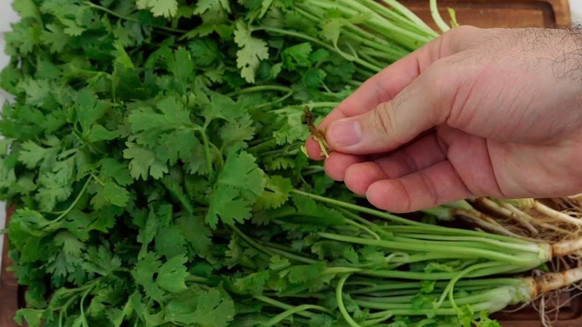 Cómo conservar más tiempo el cilantro