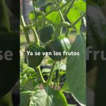 Asegurar que los frutos y la belleza de la tierra se preserven