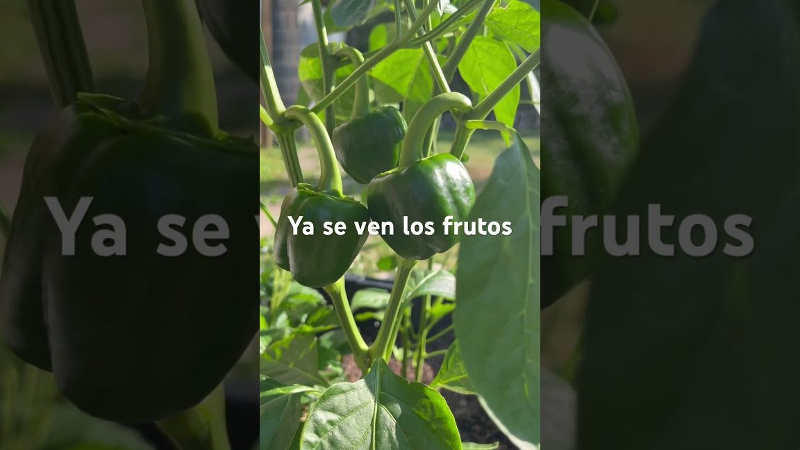 Asegurar que los frutos y la belleza de la tierra se preserven