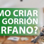 Alimentar a un gorrión caído del nido