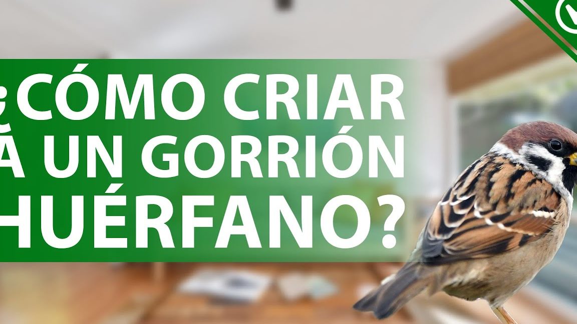Alimentar a un gorrión caído del nido
