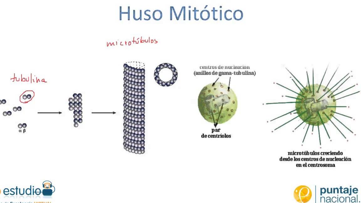 Ilustrar y describir detalladamente las fases de la mitosis