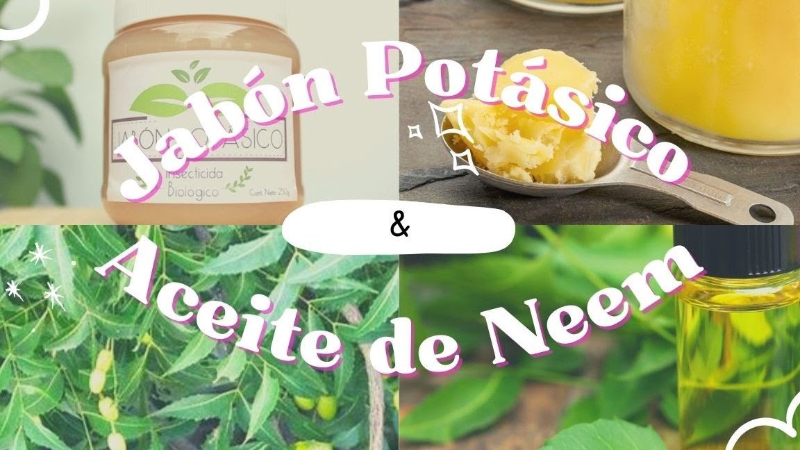 Preparar jabón potásico y aceite de neem