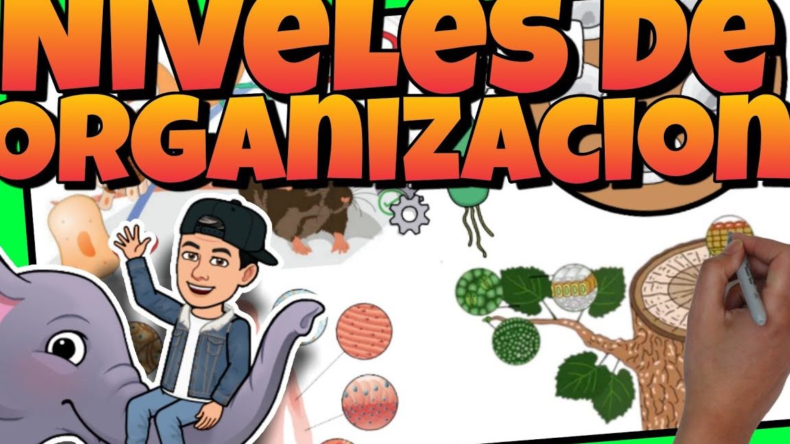 Explicar los niveles de organización de los seres vivos