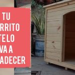 Entretener a un perro solo en casa