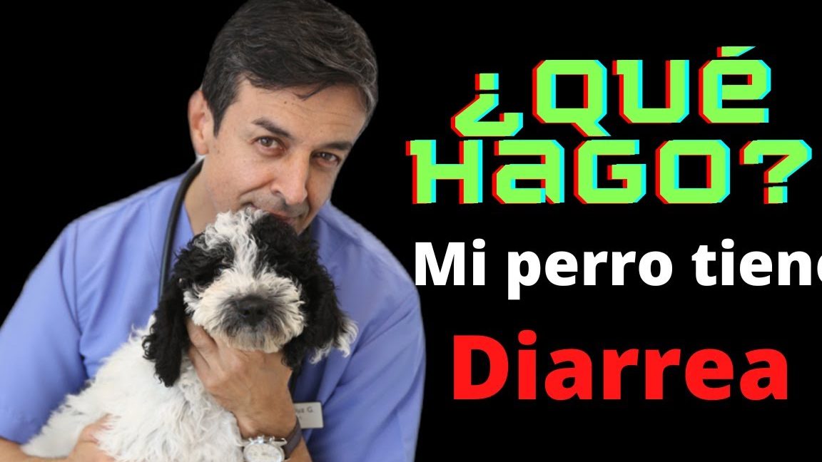 A un perro con diarrea