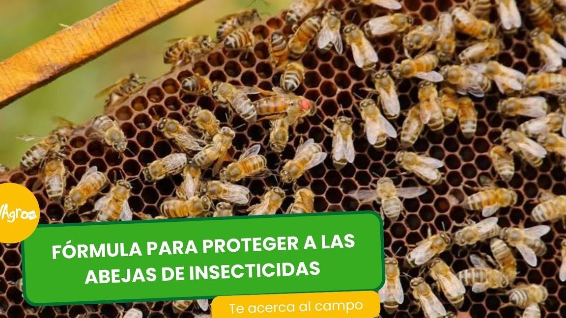 Sugerir una medida para evitar que se extingan las abejas