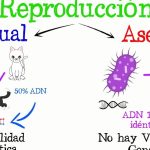 Nos referimos a originar nuevos individuos de la misma especie