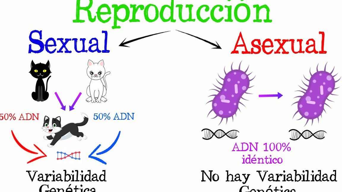 Nos referimos a originar nuevos individuos de la misma especie