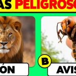 Responder a la pregunta