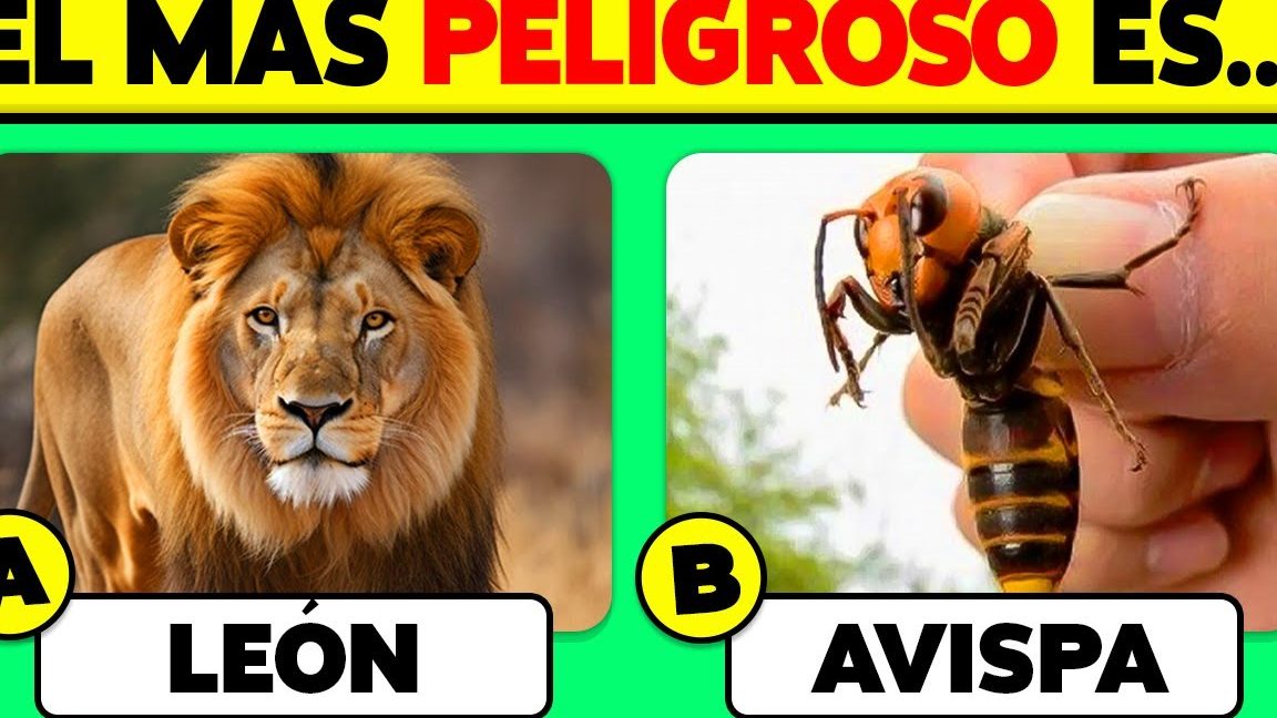 Responder a la pregunta
