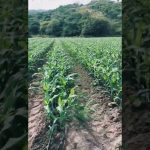 Aplicar el riego a un terreno