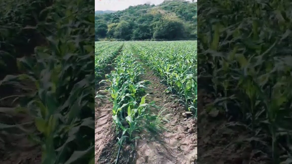 Aplicar el riego a un terreno