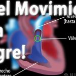 Transportar y distribuir sangre rica en oxígeno