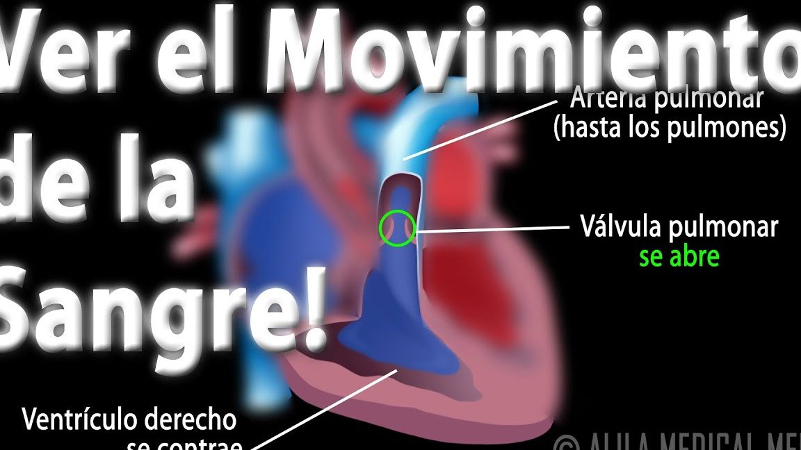 Transportar y distribuir sangre rica en oxígeno