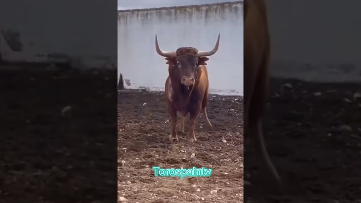 Alcanzar al toro con los pitones crucigrama